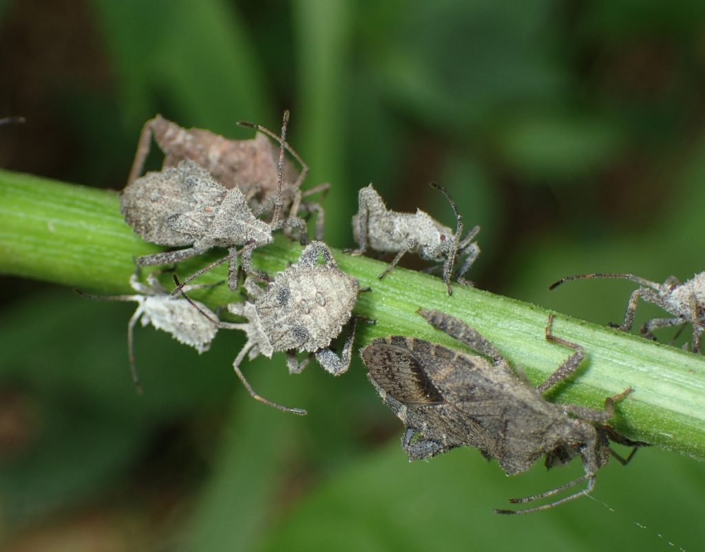 カメムシのなかのカメムシ、ホオズキカメムシ