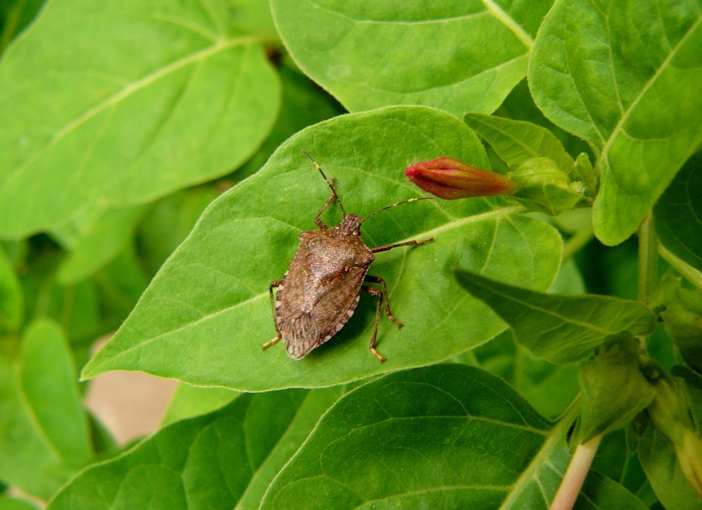 いかにもカメムシらしい、カメ体形のクサギカメムシ