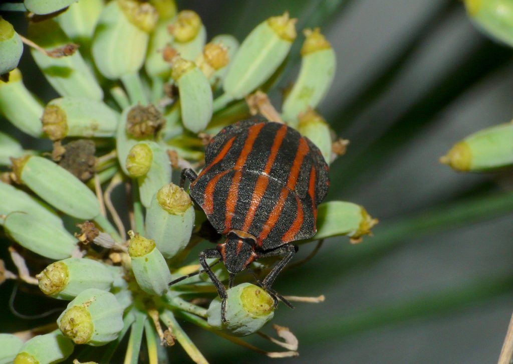 アカスジカメムシの成虫