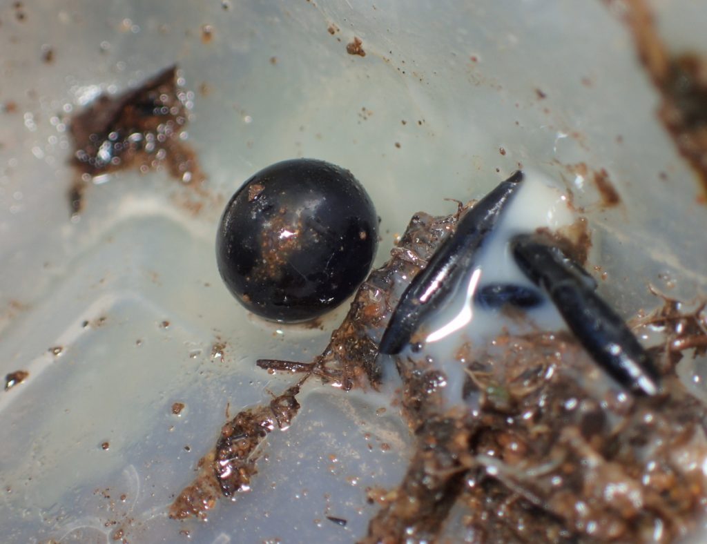 卵と思われる黒っぽい球体（左）と、裂けてしみ出してきた白い液体