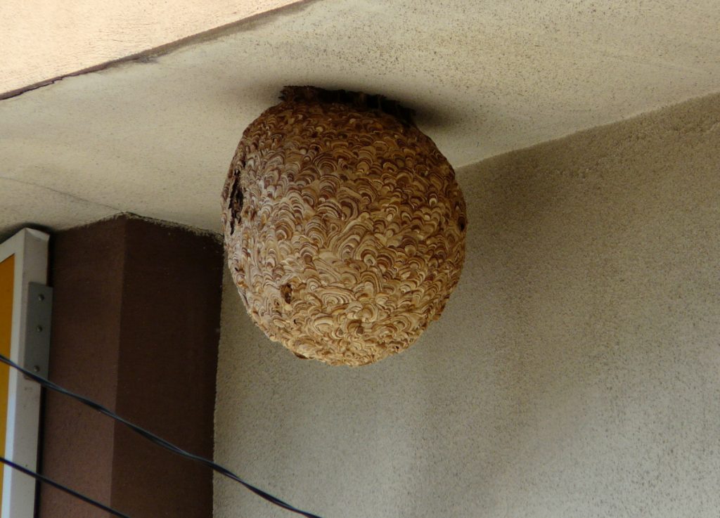 家の軒下にも巣をつくる。冬になれば空き巣だ。危険はないから部屋に飾りたくなる？