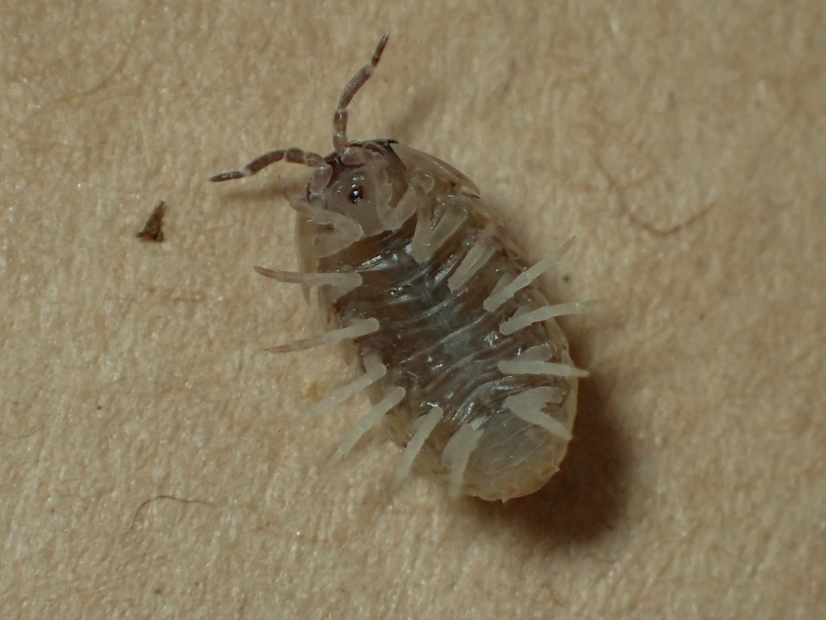 きらわれ虫の真実 第9回 ワラジムシ いわれなき不快感 谷本雄治 Edit Us きらわれ虫の真実 第9回 ワラジムシ いわれなき不快感 谷本雄治 Edit Us