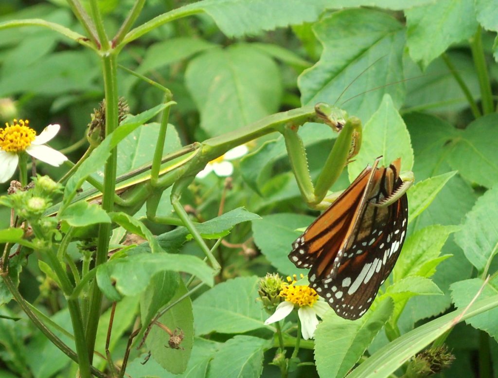 食事中のカマキリ。美しいチョウを頭から食べたようだ