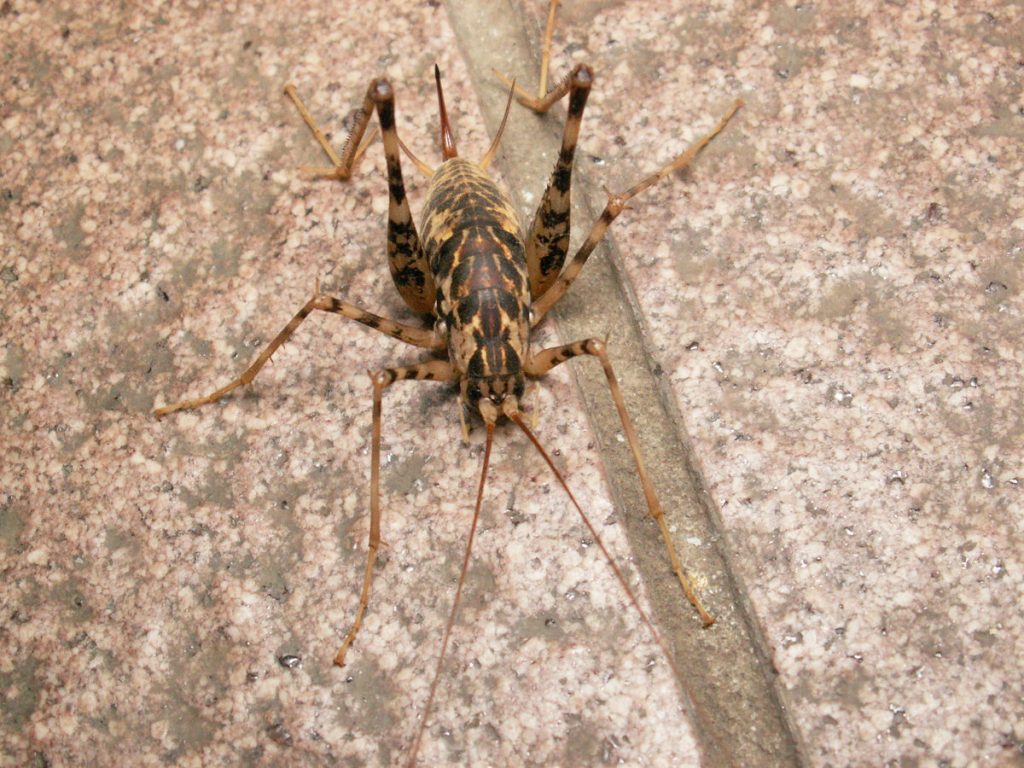 室内で遭遇したカマドウマ。見るときには見るものだ