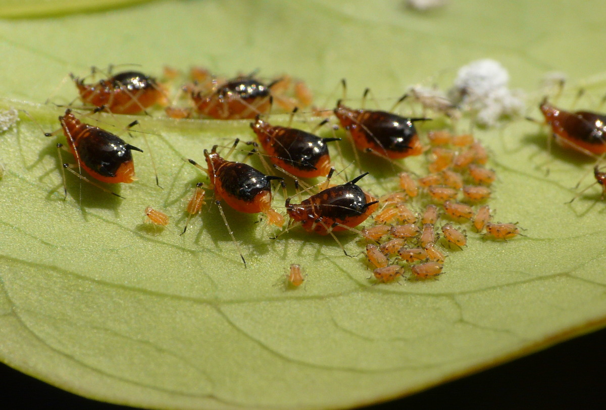 きらわれ虫の真実 第12回 アブラムシ 葉上のプランクトン 谷本雄治 Edit Us