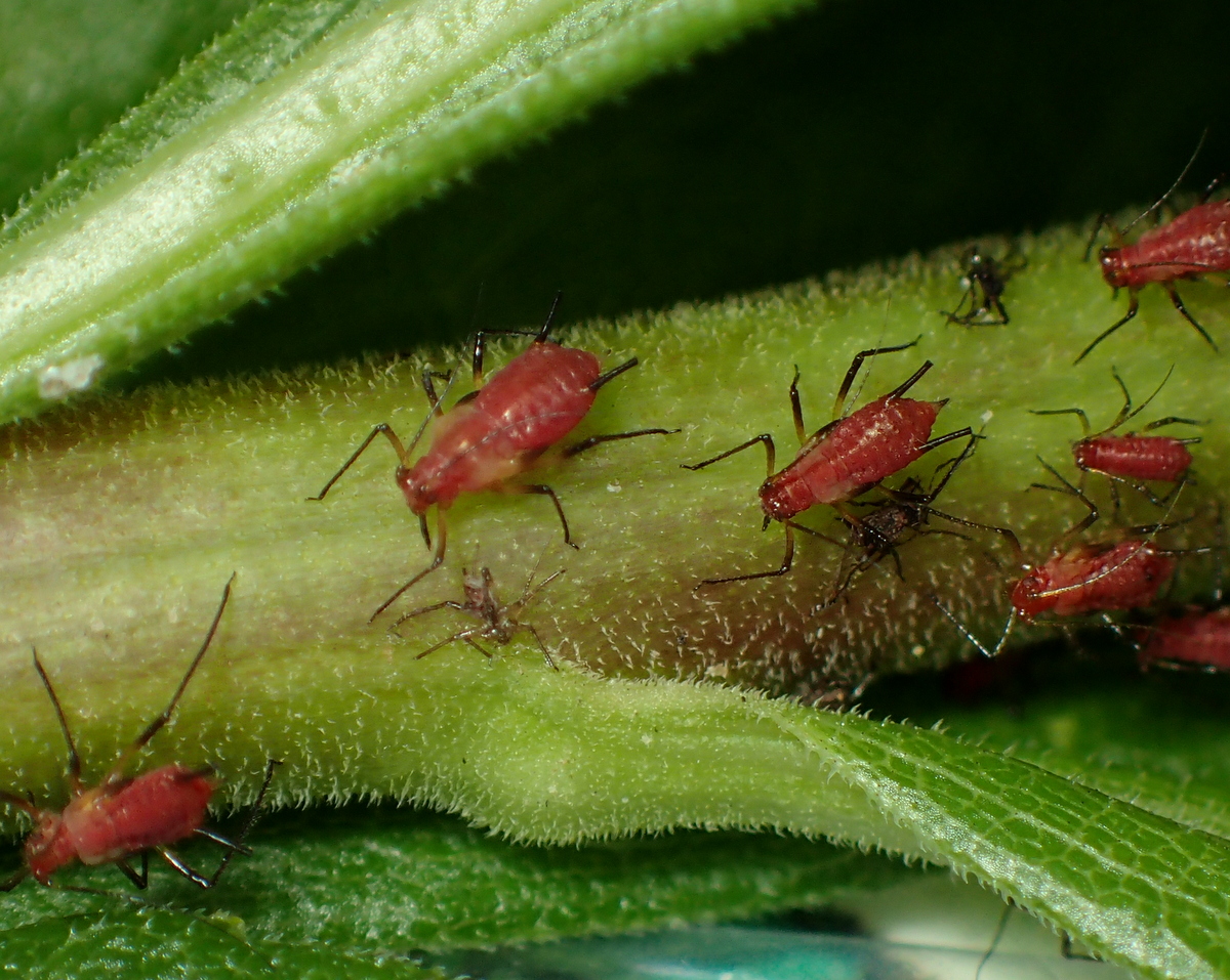 きらわれ虫の真実 第12回 アブラムシ 葉上のプランクトン 谷本雄治 Edit Us