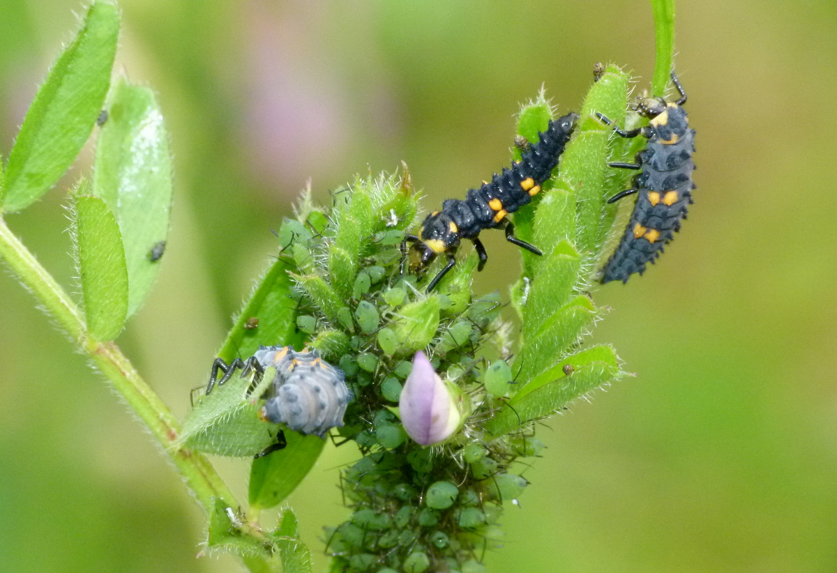 きらわれ虫の真実 第12回 アブラムシ 葉上のプランクトン 谷本雄治 Edit Us