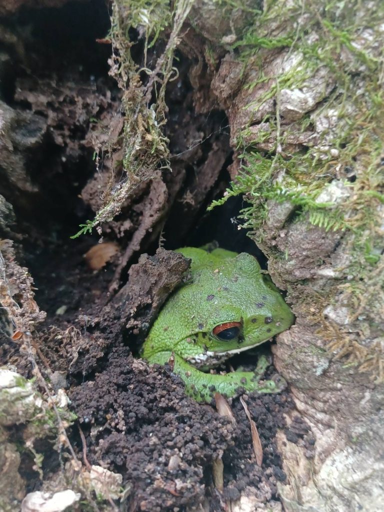 観察会のときに見つかったモリアオガエル