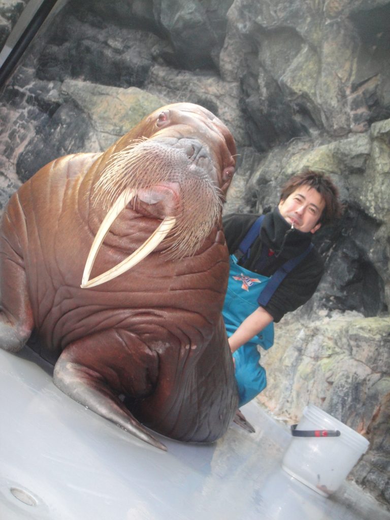 海獣を担当していたころの筆者。タイヘイヨウセイウチと