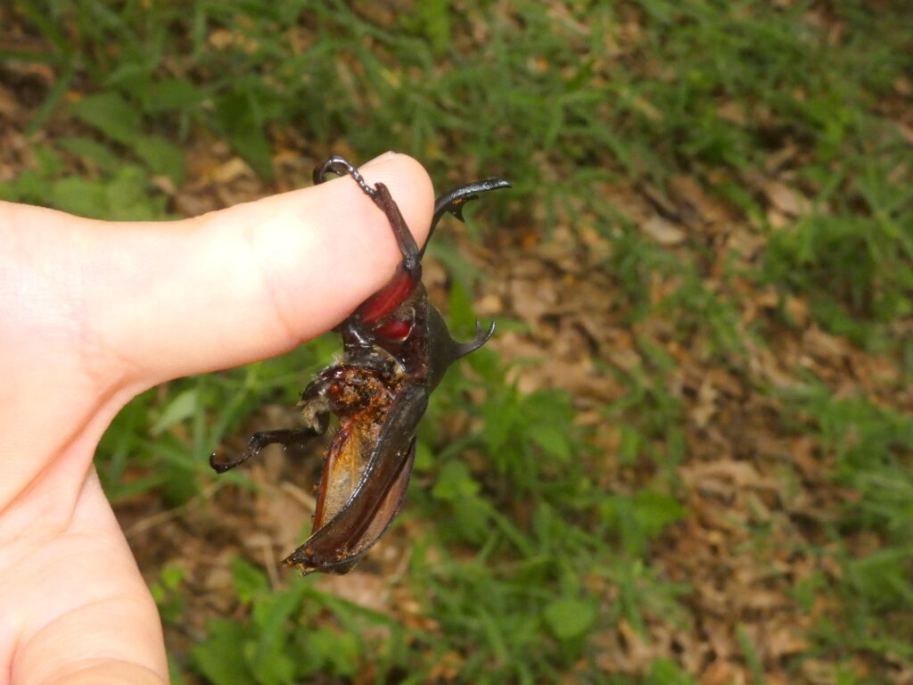 腹部がないのに動くカブトムシ