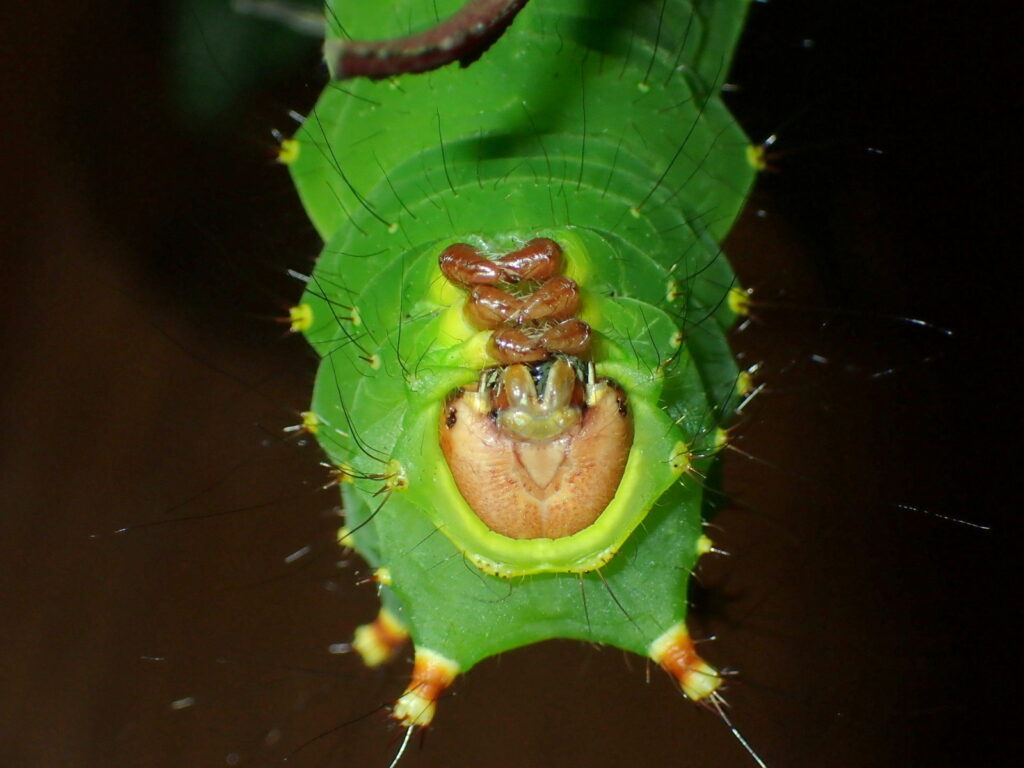 かわいく思えてきたオオミズアオの幼虫