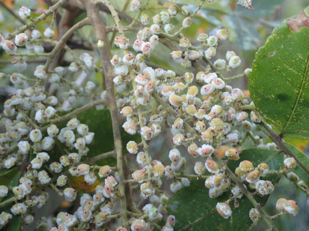 塩を吹いたようなヌルデの実。みぞれみたいに水分をふくみ、べたっとした感じがする