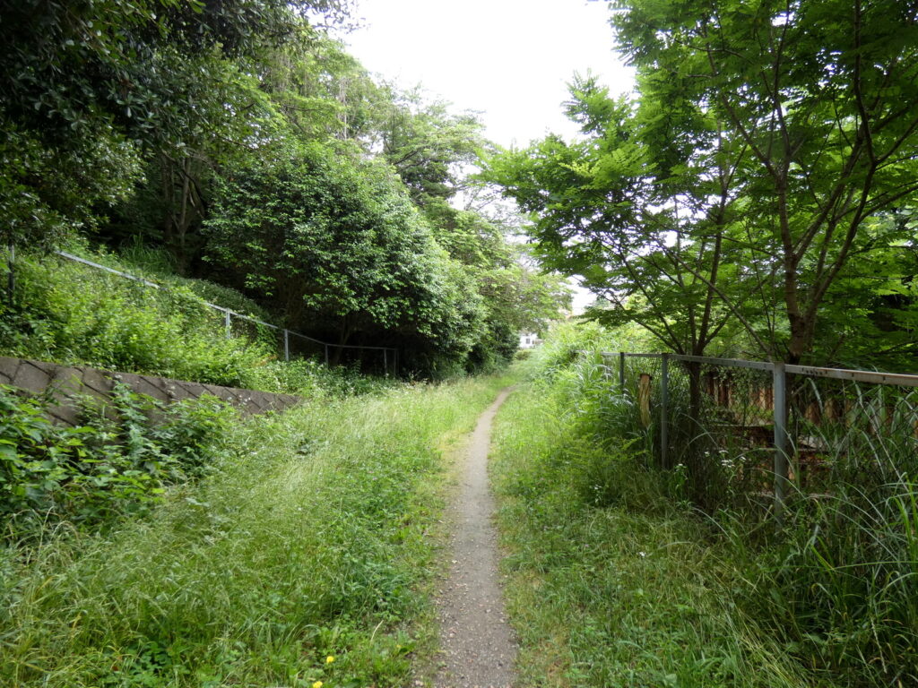 いつもの散歩道。この先で、ヌルデが「塩の木」であることを証明する木を見つけた