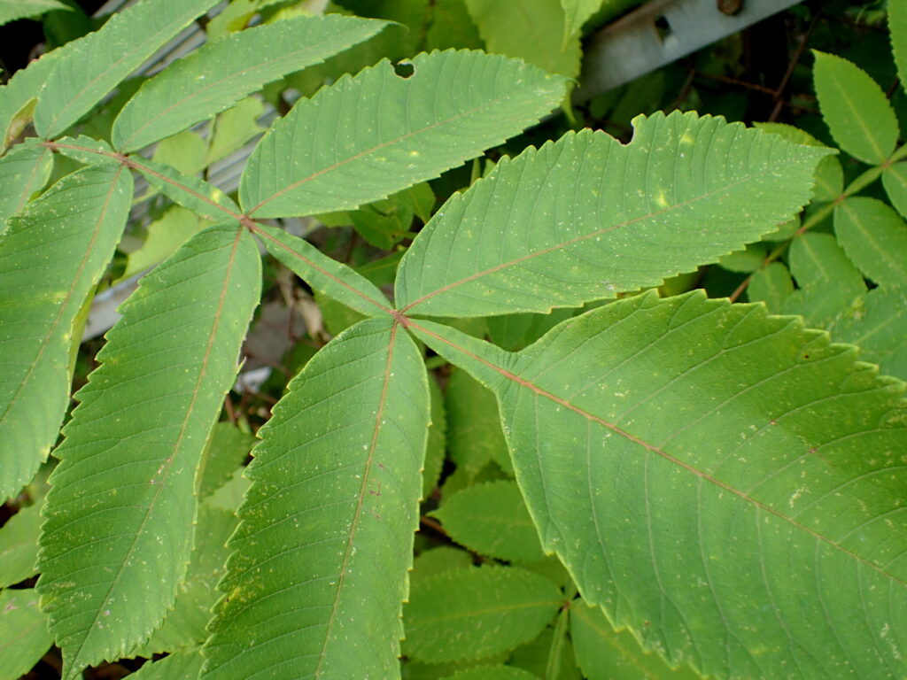 識別に迷う樹木はいくつかあるが、葉の軸の部分に大きな特徴があった。これで決まりだ！