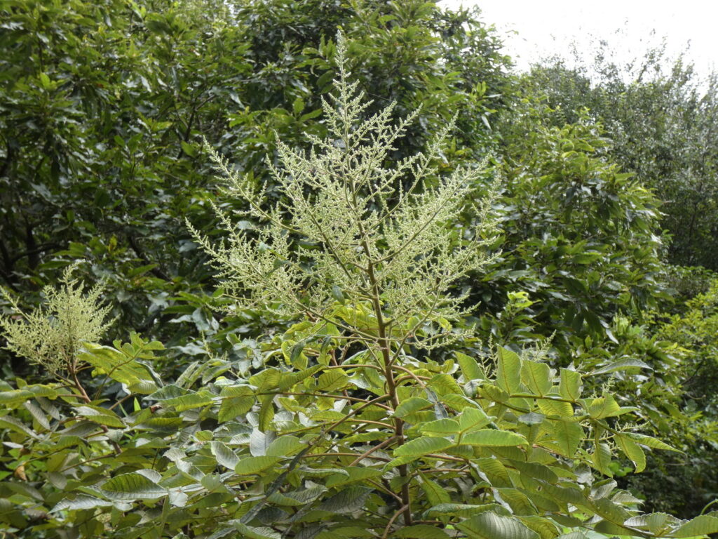 ヌルデの木はかなり大きく育つ。実を採取するなら、見下ろせるような場所を選ばないといけない