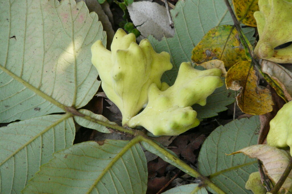 なんとも奇妙な形で、得体の知れない物体。見つけたときにはドキッとした