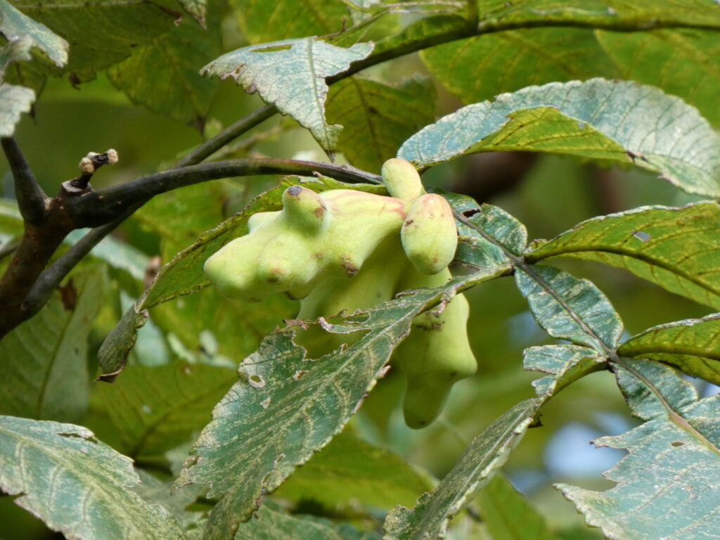 樹上にもあった謎の物体。これで、落とし主が木にかかわるものだということまではわかった