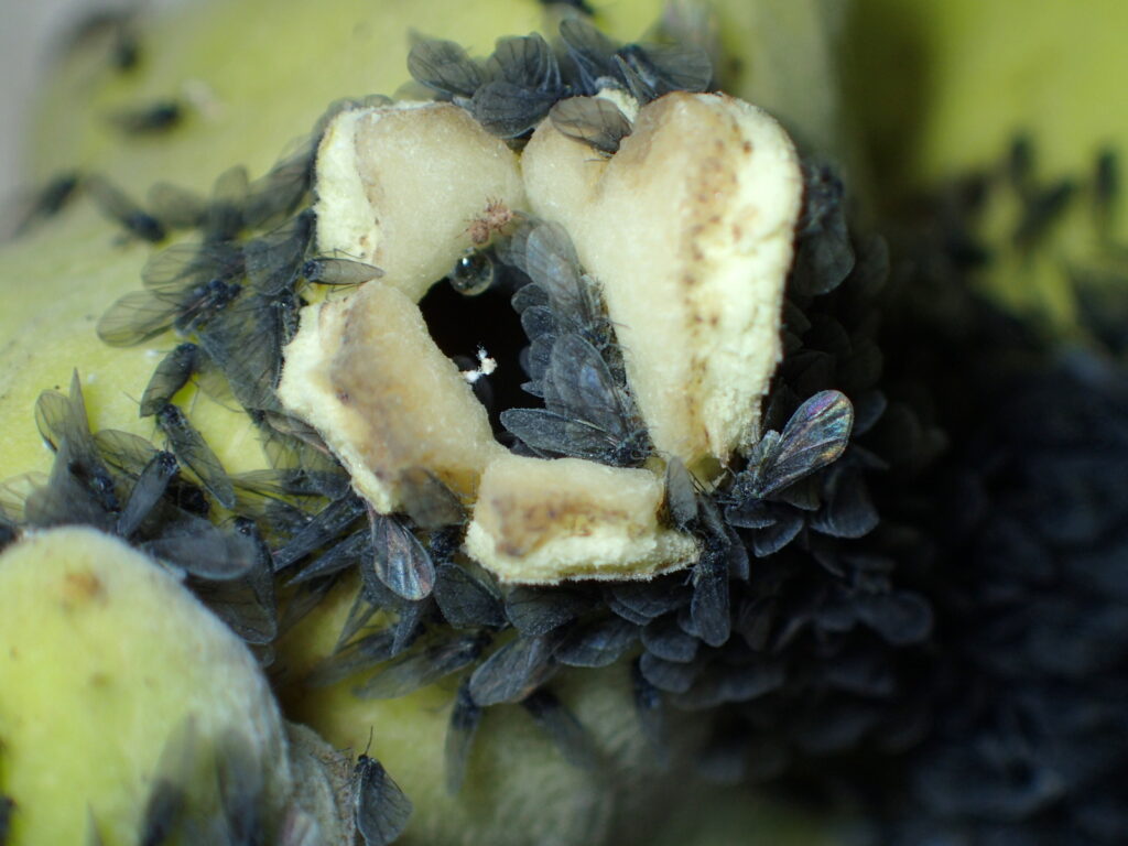 成長したヌルデシロアブラムシは白から黒に変身し、はねまで生えて外に出てきた