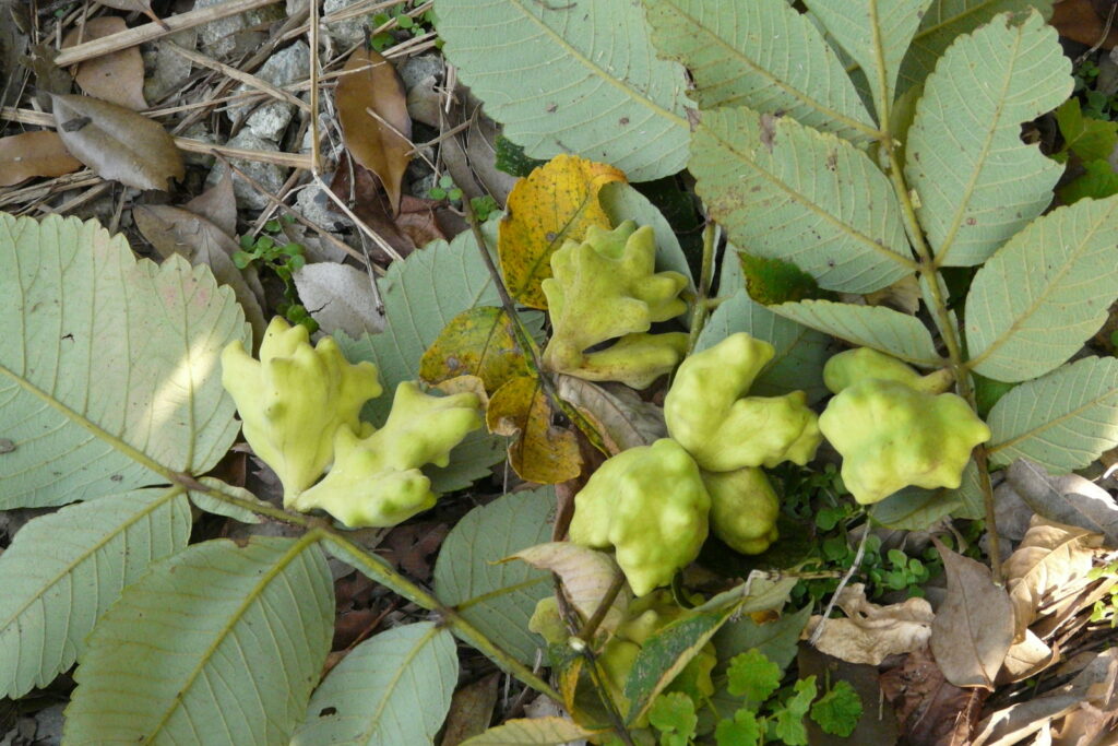 正体を知るために同じものをいくつか集めたい……と思ったら、意外にもかんたんに見つかった