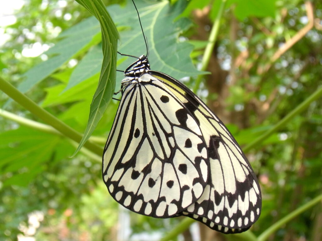 手のひらほどもあるオオゴマダラ。白と黒のコントラストが絶妙で、ゆるやかに舞う