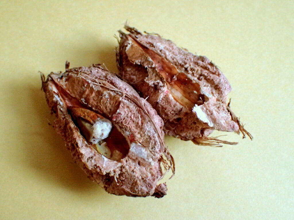 苦労して割ったモモタマナの実から、アーモンドのようなタネ(仁)が姿を見せた