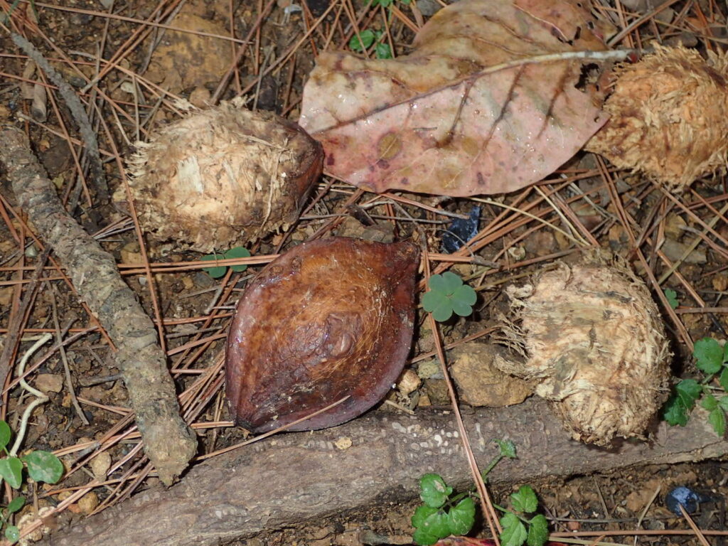 またまた発見! コルク質がむきだしになるまえとおぼしきものも近くにあった