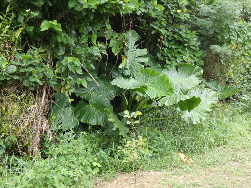 クワズイモ。サトイモそっくりだが、有毒成分をふくむため、食べられない