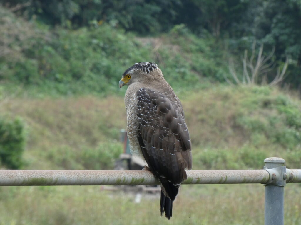 小休止(?)のカンムリワシ。人を恐れないのか、かなり近づいても動じるそぶりを見せない