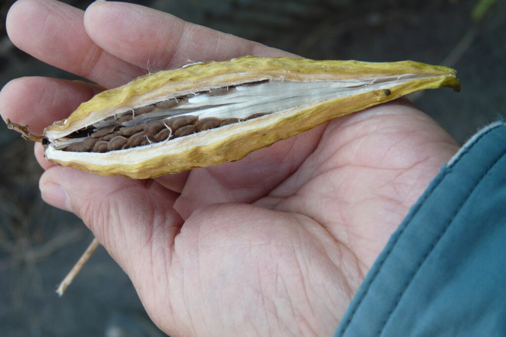 そっと開いた実のなかには、まじめすぎるほどに整然とならぶ綿毛とタネがおさまっていた