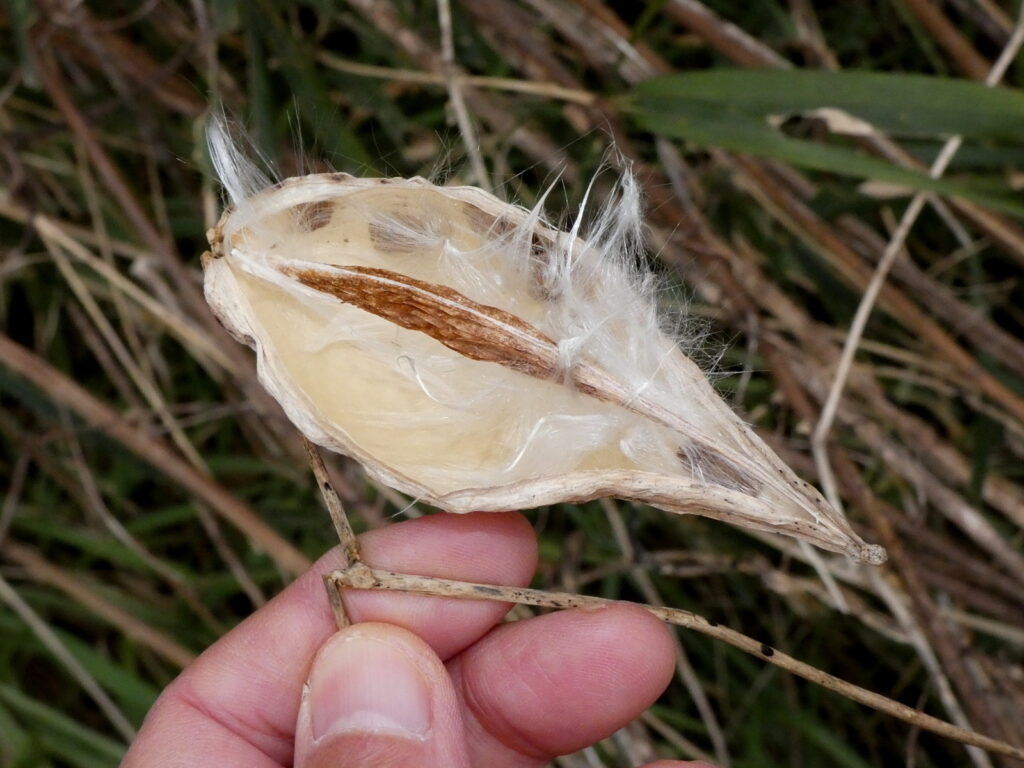 手にしたら、綿毛とともに、中身のほとんどが飛び散った