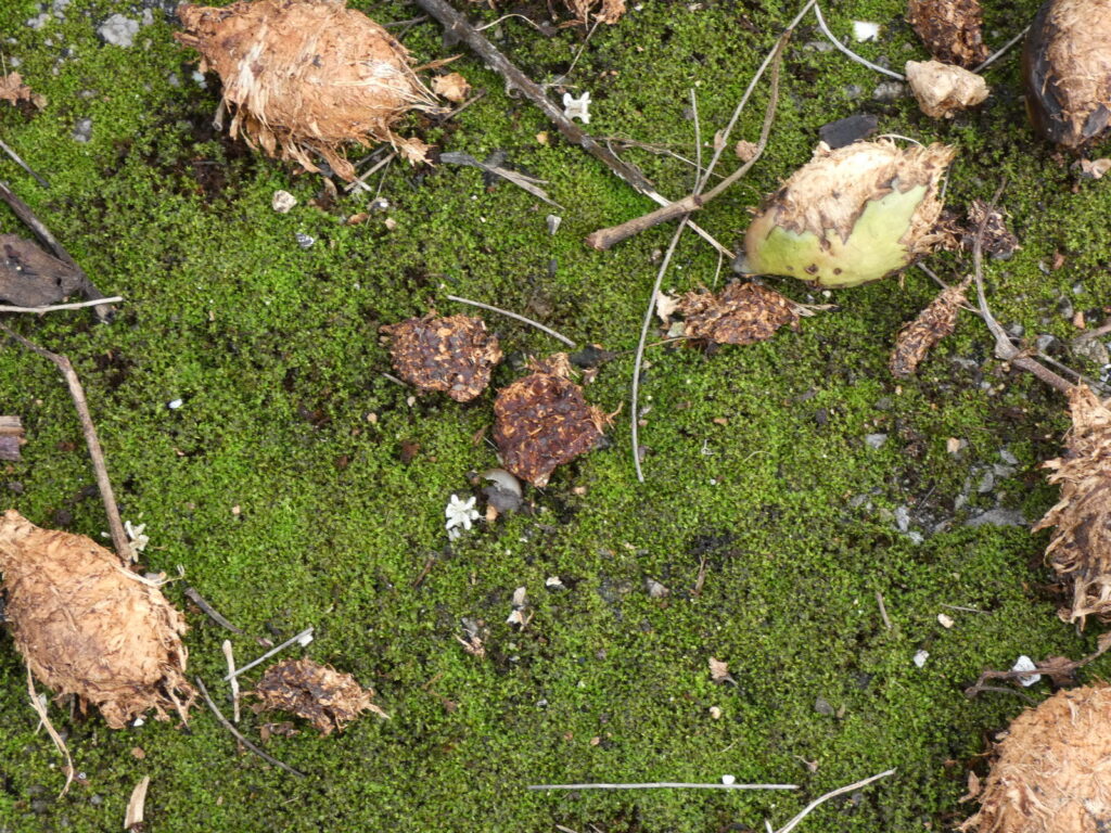 正体が明らかになりかけた矢先、別の何かが謎解きのじゃまをするように現れた