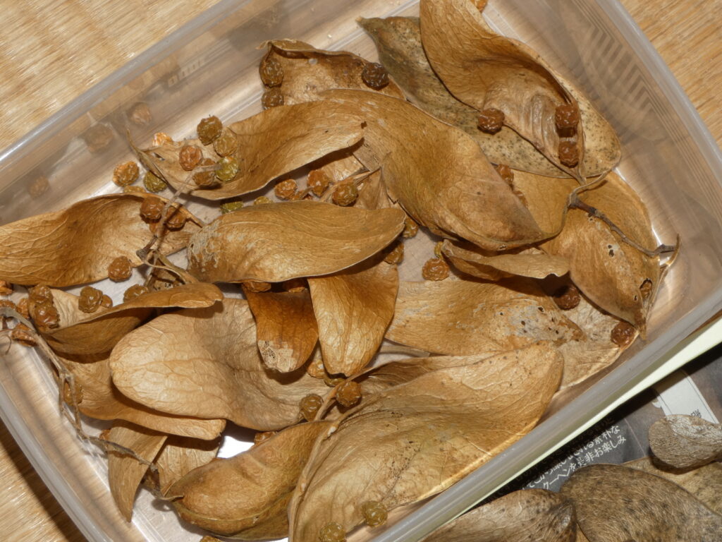 その後、別のときに拾いあつめたアオギリの袋果