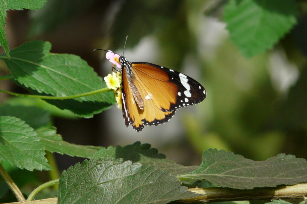 樺(かば)色のはねに、まだら模様のカバマダラ。美しいが、アルカロイド系の毒をからだにためこんでいる