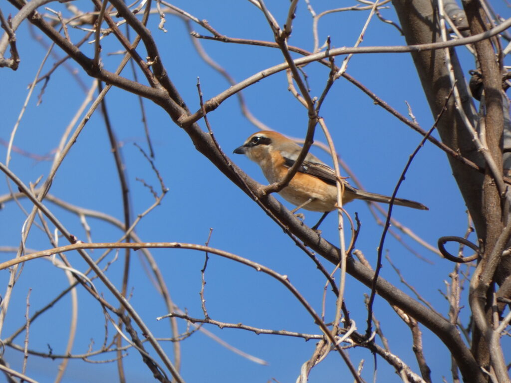木の枝にとまって鳴いていたモズ。小柄ながら、猛きん類の風格がある