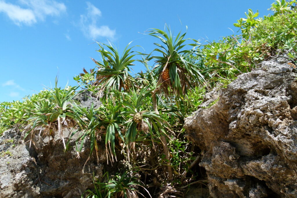 南国らしいアダンの木。パイナップルに似た実をつけるが、ぶら下がることで識別できる