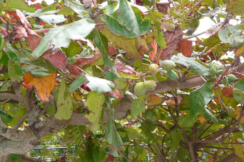 木にぶら下がる紡錘形の青い実。これが落下するまえのものだとしたら……もうまちがいない!