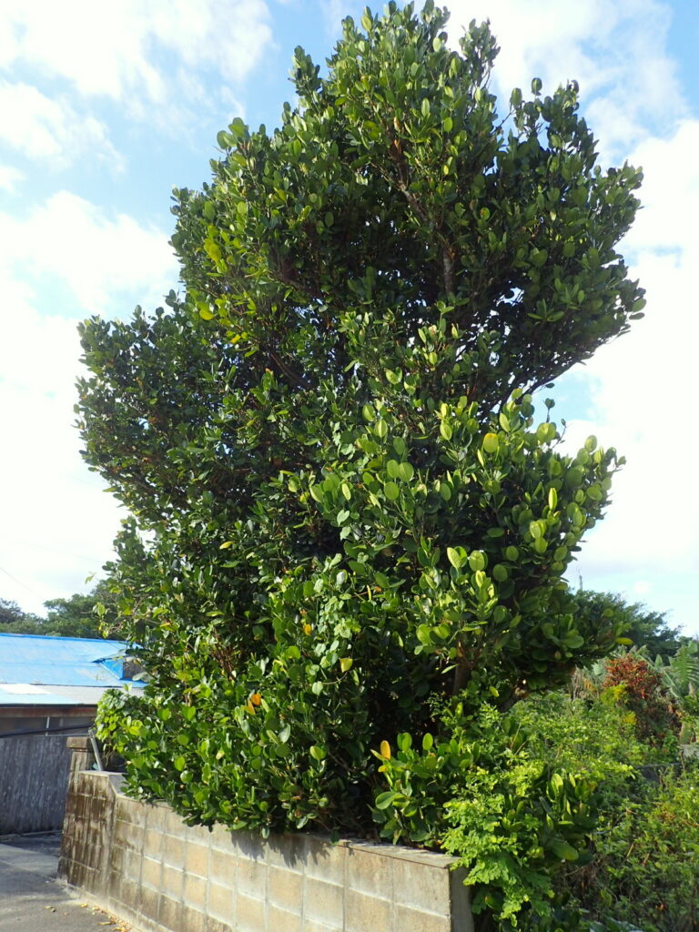 民家でもよく見るフクギの木。風よけになる一方で、福を呼ぶともいわれてきた