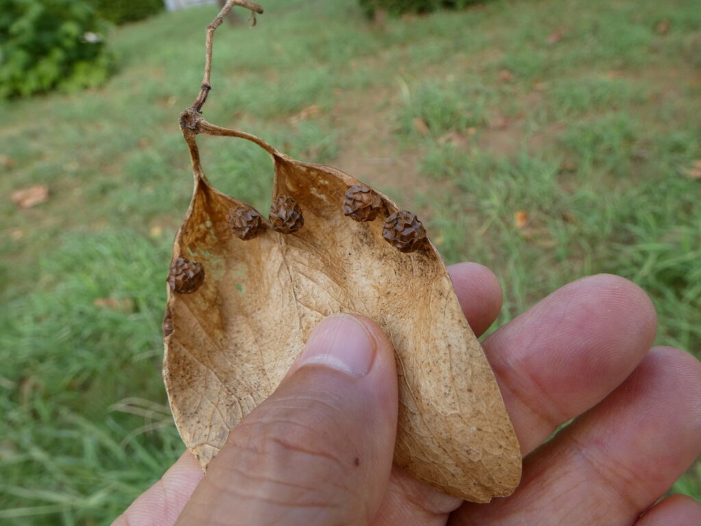 アオギリの袋果。葉は、舟のようにへこんだ感じになっている