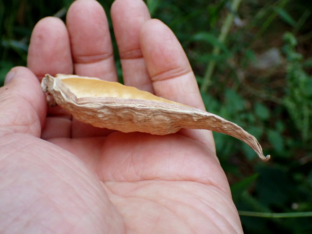 アオギリの袋果と見まちがえた拾いもの。ちょっとした入れものになりそうな深さがある