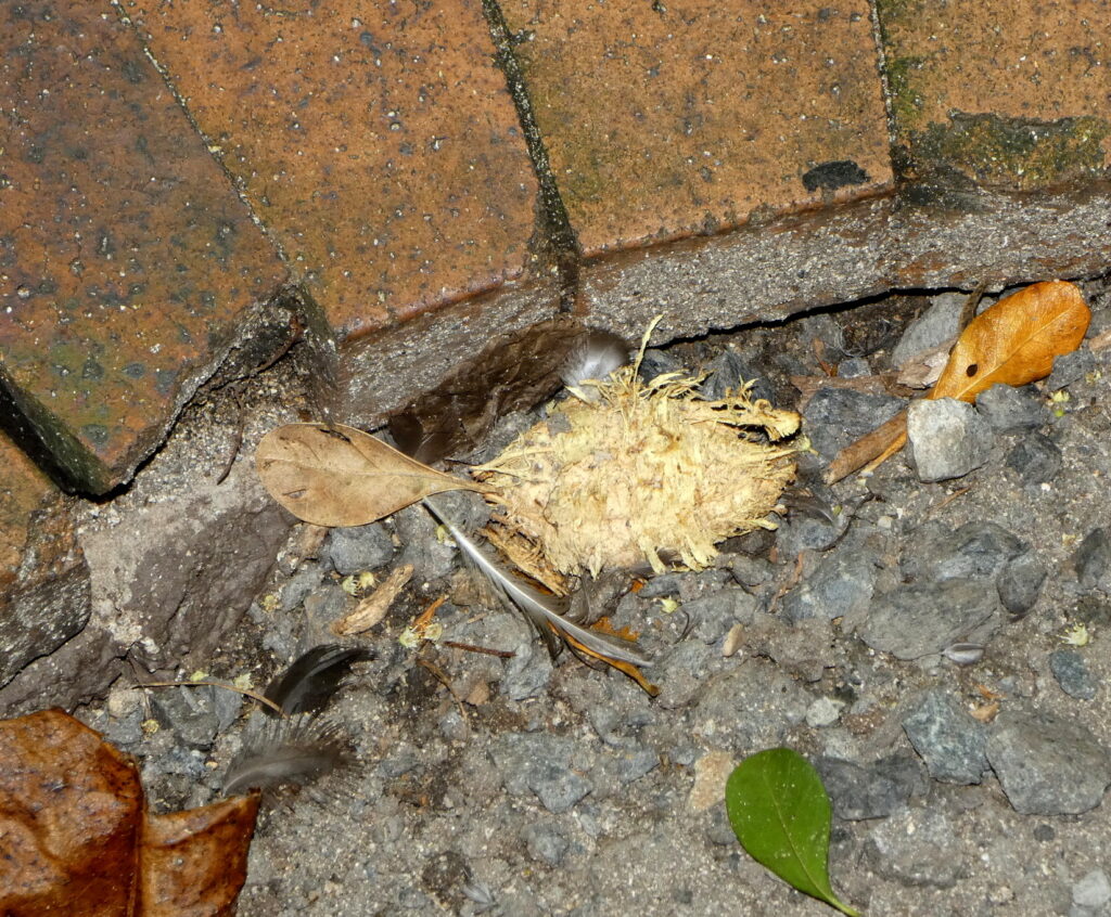 コルクのような質感の謎の物体が、島のあちこちに落ちていた