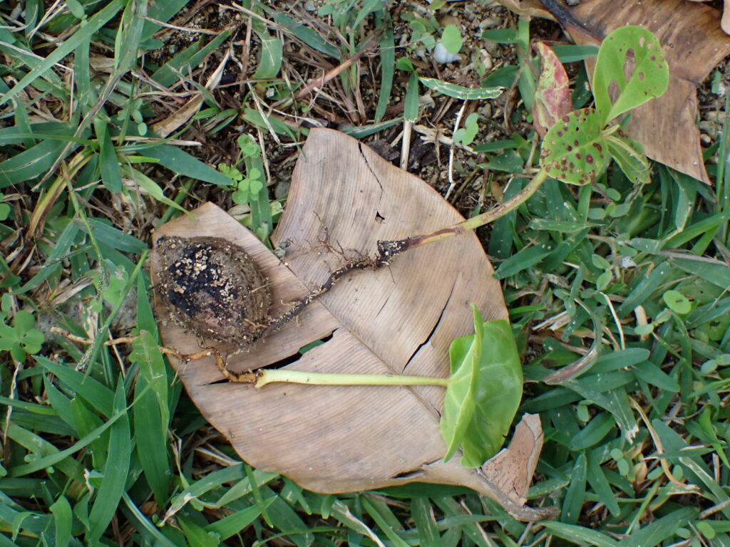 それらしい若い苗を掘ってみた。根元にはやはり、モモタマナの実があった