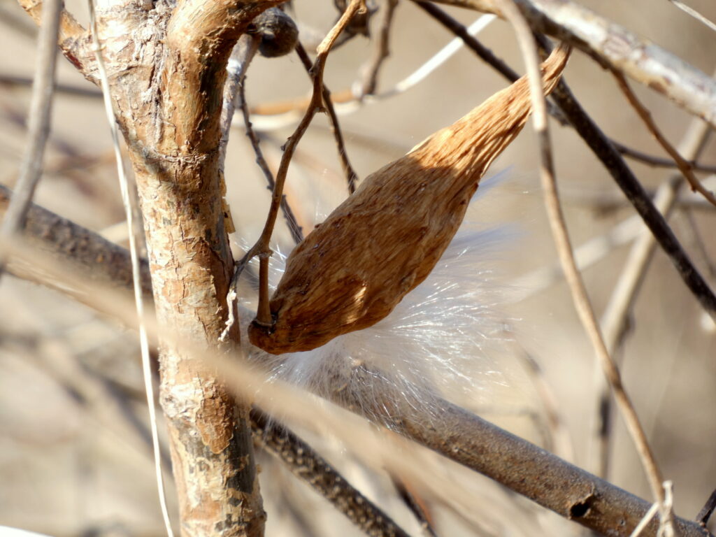 見つけた〝舟〟のひとつからは、やわらかそうな綿毛がはみ出していた