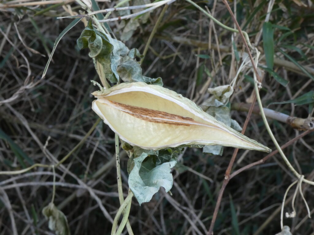 ガガイモの袋果の内側はつやつやだ。それで鏡の連想から、「ガガイモ」になったという命名説がある