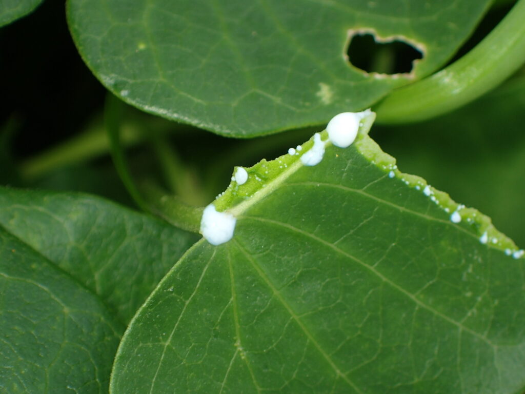 ガガイモを傷つけると出てくる乳液。薬としても使われてきた