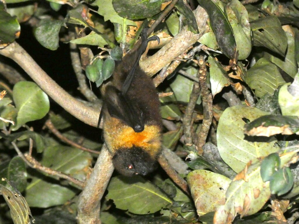 モモタマナの実を食べにやってきたオオコウモリ。南国育ちなのに、なぜか毛深い
