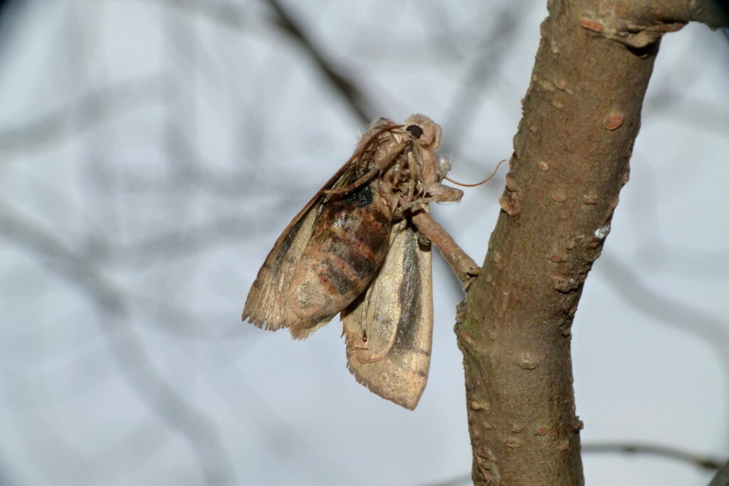 モズのはやにえとなった蛾。なんともうまく、小枝に刺している