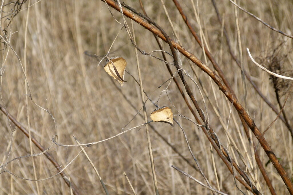 遠目に見た何かの皮のようなものは、細いつるでつながっていた