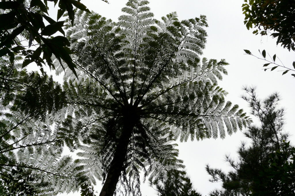 恐竜時代を思わせるヒカゲヘゴ。こんなにも巨大なシダが現存するなんて、じっさいに見ても信じられない