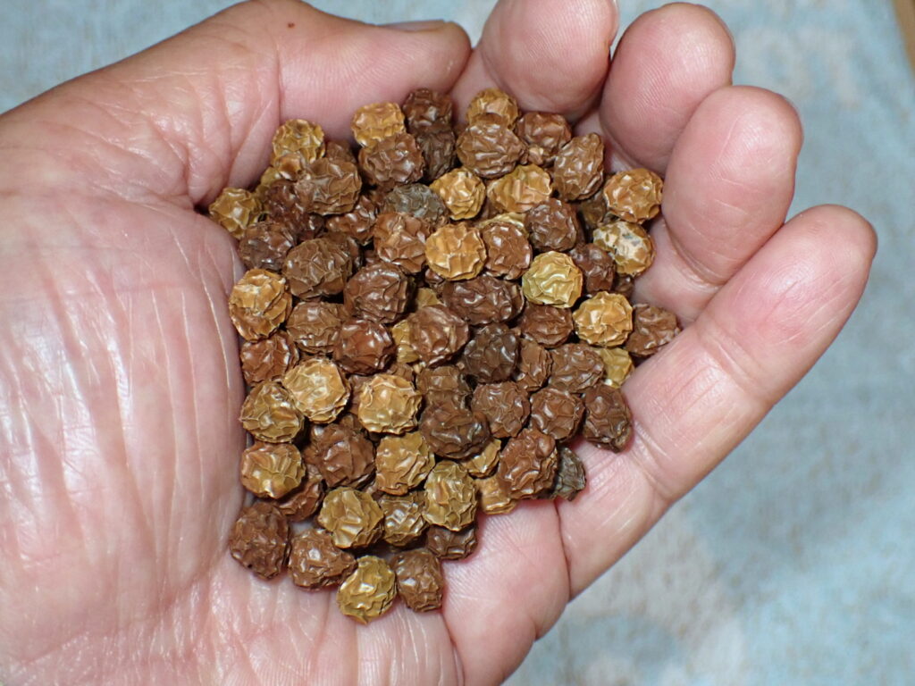 葉からはずしたアオギリの実。これで軽くコーヒー2杯分