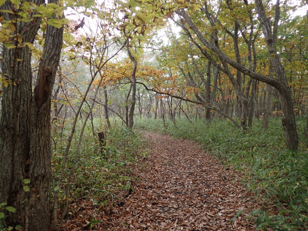 雑木林には多くの蛾がひそむ。その気になれば大量捕獲も可能だ
